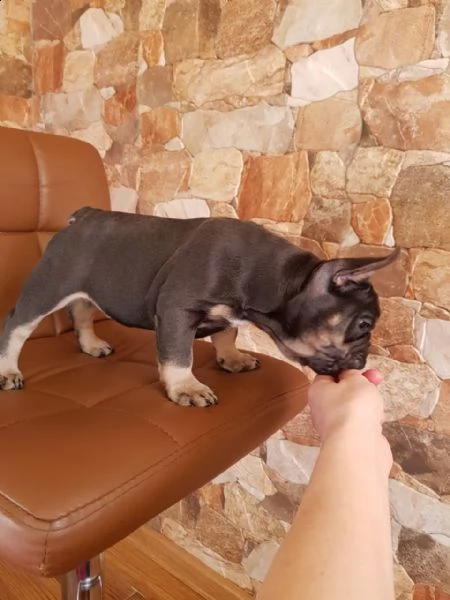 cuccioli di bulldog francese puri | Foto 1