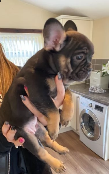 cuccioli di bulldog francese puri | Foto 0
