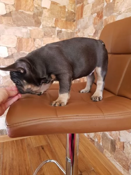 cuccioli di bulldog francese puri