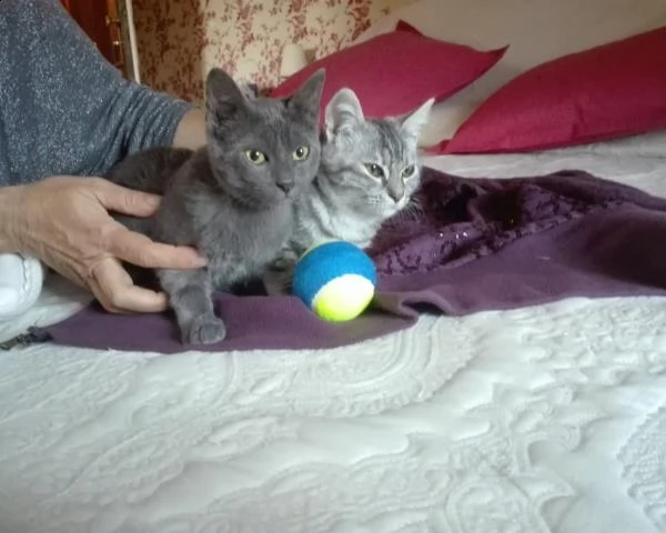 cortocircuito britannico