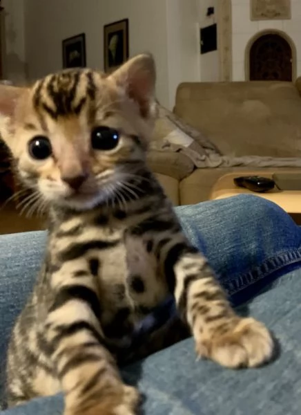 cuccioli bengala leopardati