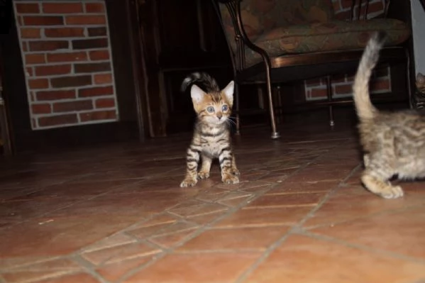 cuccioli bengala leopardati | Foto 2