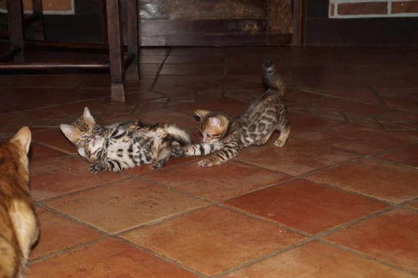 cuccioli bengala leopardati | Foto 1