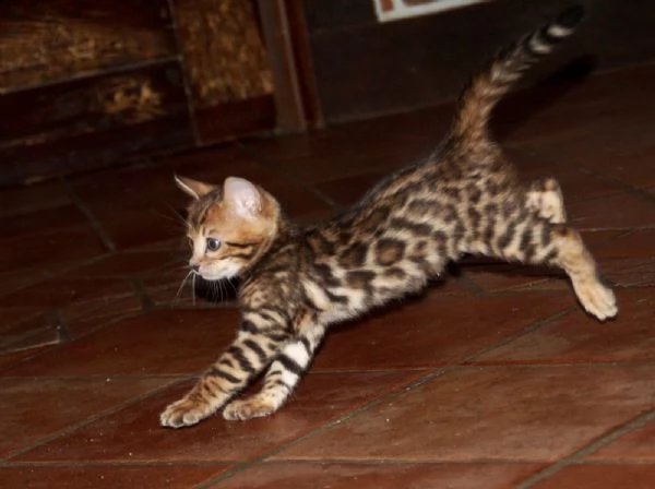 cuccioli bengala leopardati | Foto 0