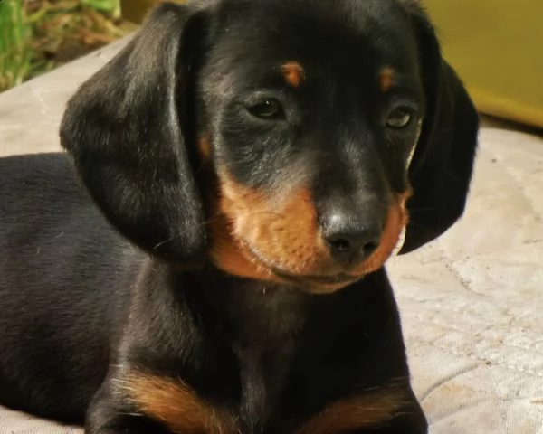 disponibili cuccioli bassotto pelo corto