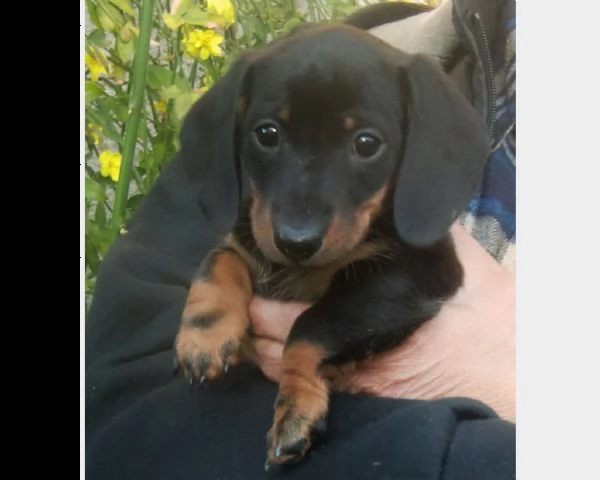 disponibili cuccioli bassotto pelo corto | Foto 1