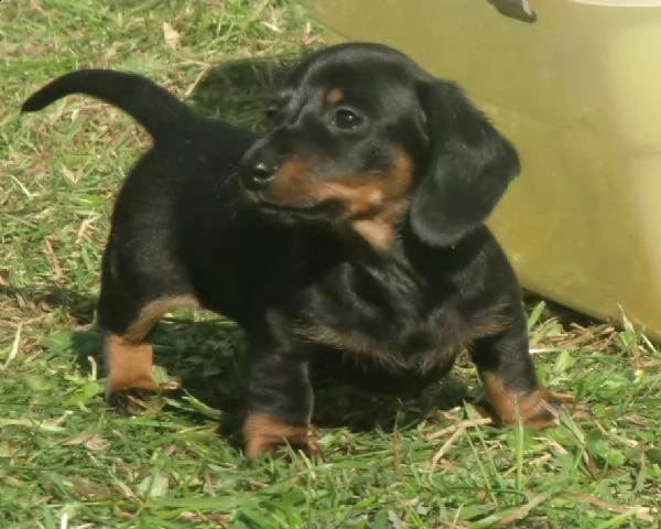 disponibili cuccioli bassotto pelo corto | Foto 0