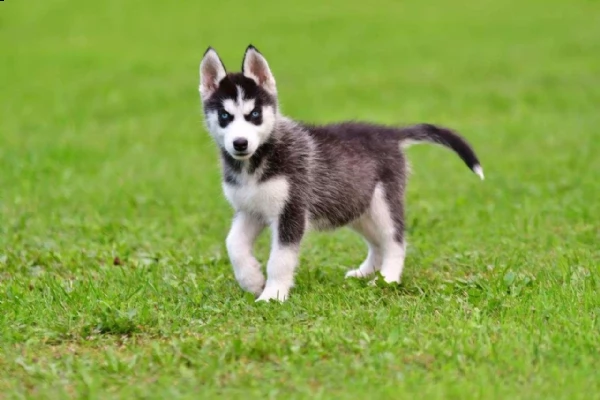 siberian husky cucciolata occhi azzurri grigi nero 