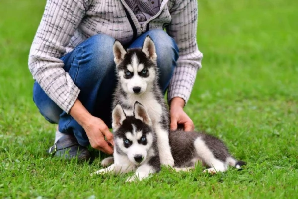 siberian husky cucciolata occhi azzurri grigi nero  | Foto 1