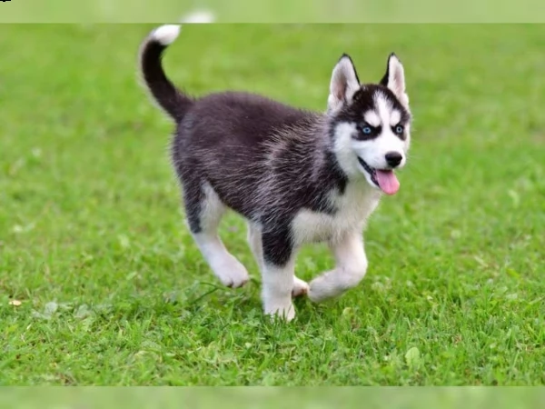 siberian husky cucciolata occhi azzurri grigi nero  | Foto 0