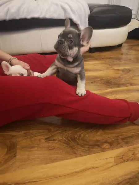 bouledogue francesi cucciolino | Foto 4