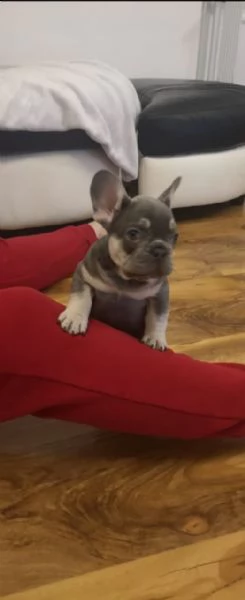 bouledogue francesi cucciolino | Foto 3