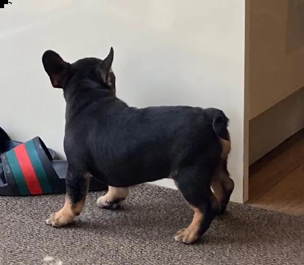 bouledogue francesi cucciolino | Foto 1