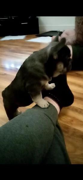bouledogue francesi cucciolino | Foto 0