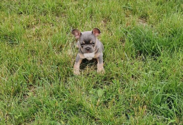 bouledogue francese nero e blu  sia maschi che femmine | Foto 4