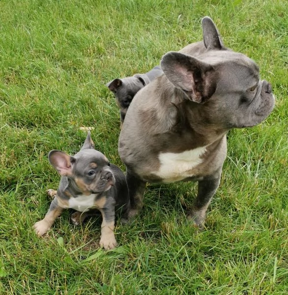 bouledogue francese nero e blu  sia maschi che femmine | Foto 3