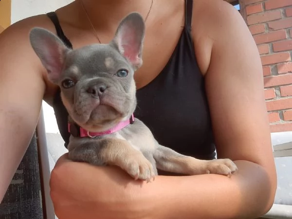 bouledogue francese nero e blu  sia maschi che femmine | Foto 2