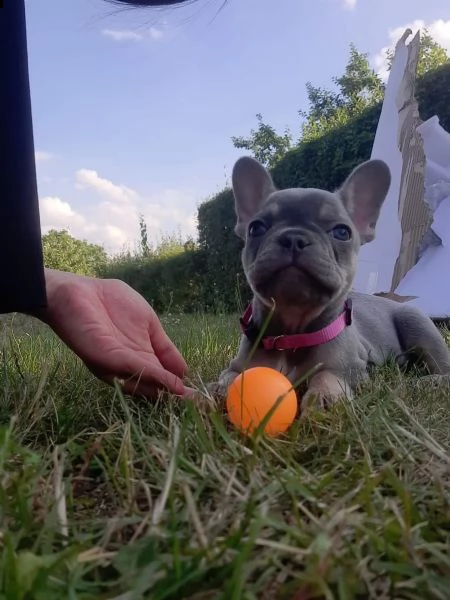 bouledogue francese nero e blu  sia maschi che femmine | Foto 1