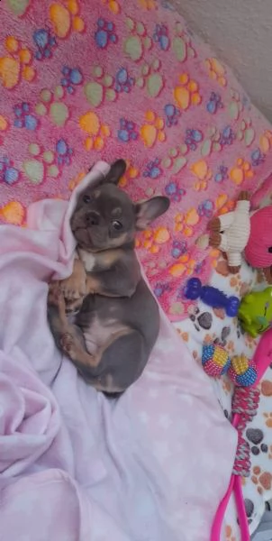 bouledogue francese nero e blu  sia maschi che femmine