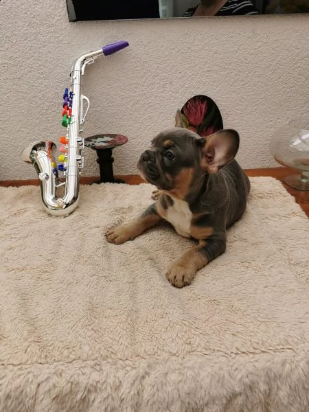 bouledogue francese nero e blu  sia maschi che femmine | Foto 0