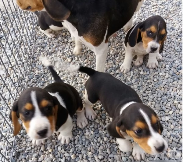 vendo cuccioli di beagle