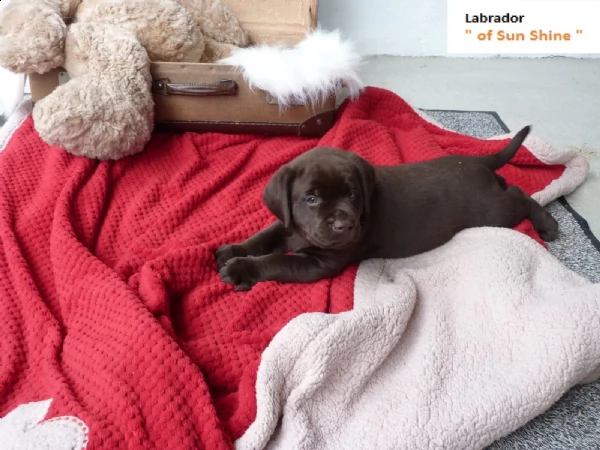 labrador retriever