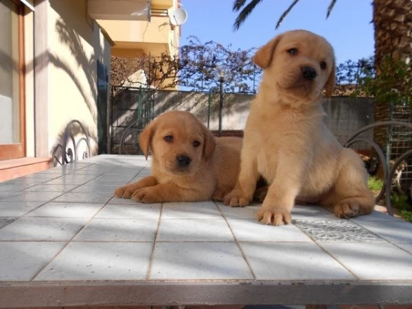 labrador retriever | Foto 0