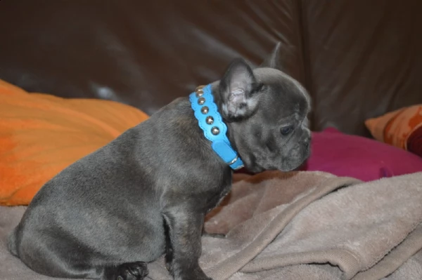 bouledogue francese cuccioli con pedigree enci 