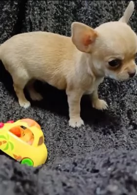 splendido cucciolo di chihuahua | Foto 0