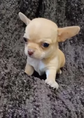 splendido cucciolo di chihuahua