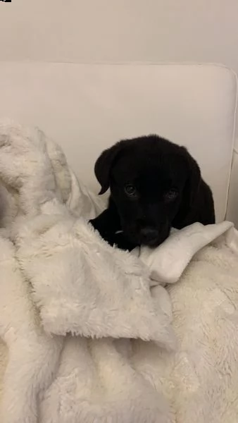 (3)disponibili cuccioli di labrador retriever gialli | Foto 3