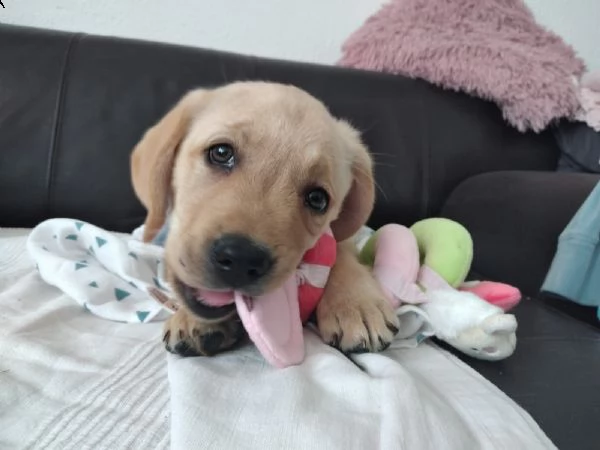 (3)disponibili cuccioli di labrador retriever gialli | Foto 2