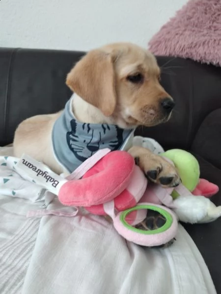 (3)disponibili cuccioli di labrador retriever gialli | Foto 1