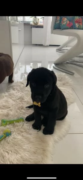 (3)disponibili cuccioli di labrador retriever gialli | Foto 0