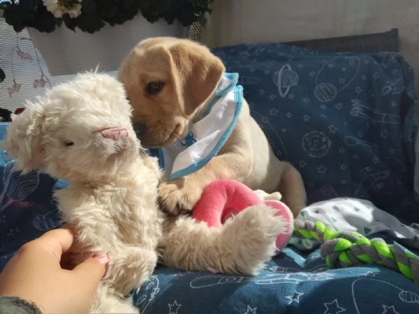 (3)disponibili cuccioli di labrador retriever gialli