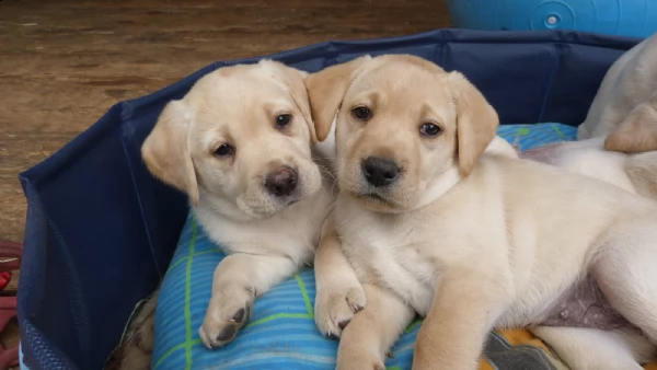  labrador retriever cuccioli miele e cioccolato