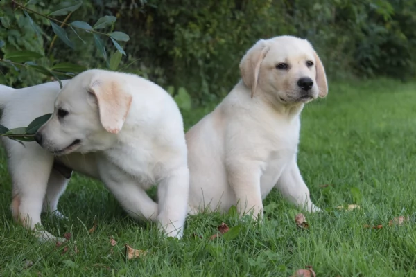  labrador retriever cuccioli miele e cioccolato | Foto 1
