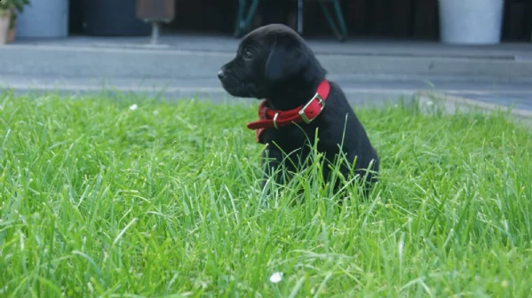  labrador retriever cuccioli miele e cioccolato | Foto 0