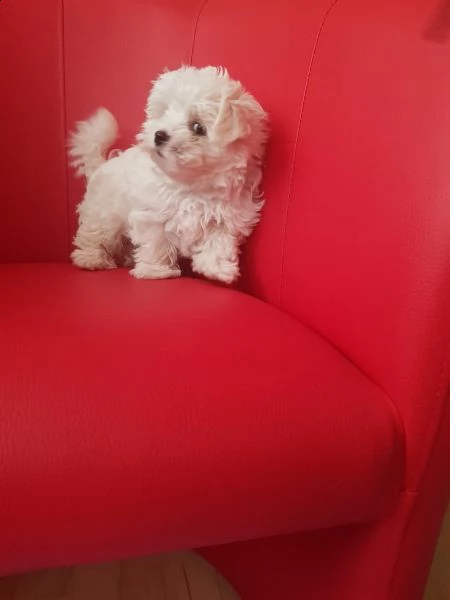 abbiamo una cucciolata di 2 fantastici cuccioli di maltese | Foto 4