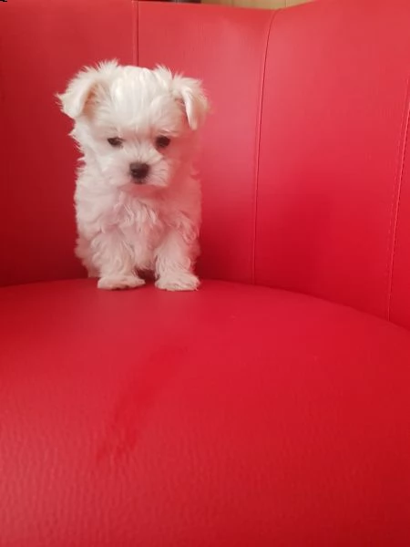 abbiamo una cucciolata di 2 fantastici cuccioli di maltese | Foto 2
