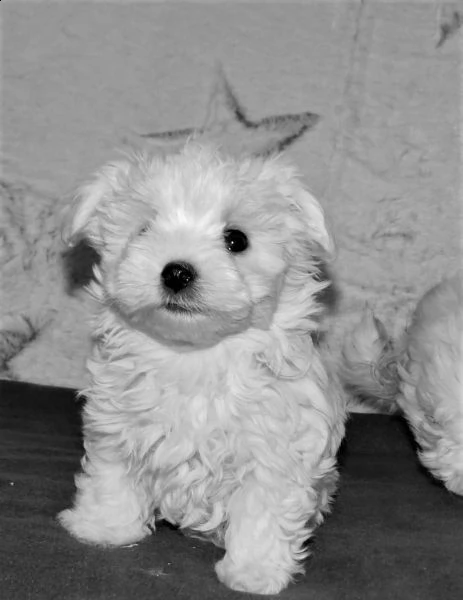 abbiamo una cucciolata di 2 fantastici cuccioli di maltese | Foto 1