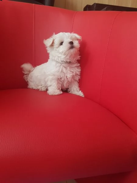abbiamo una cucciolata di 2 fantastici cuccioli di maltese | Foto 0