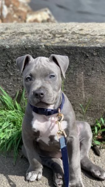 maschio e femmina cuccioli di american pitbull terrier , | Foto 3
