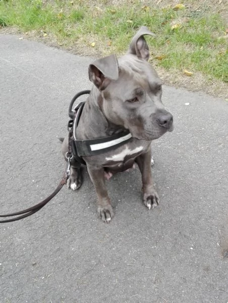 maschio e femmina cuccioli di american pitbull terrier , | Foto 1