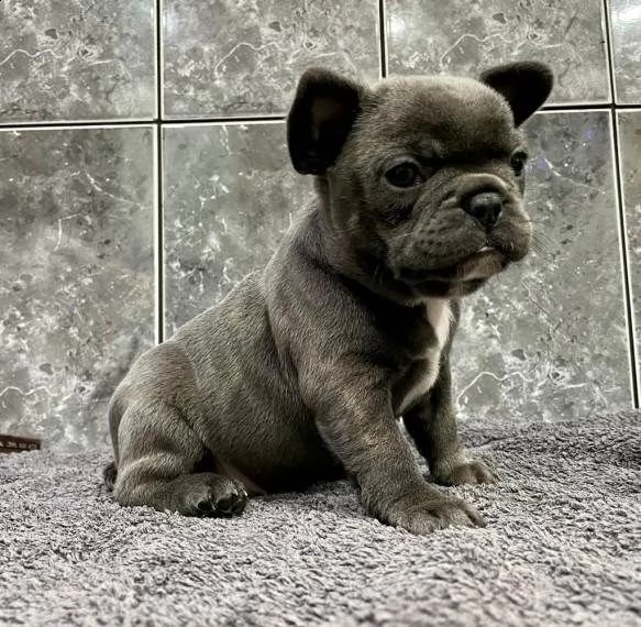 bouledogue francese nani vaccinati