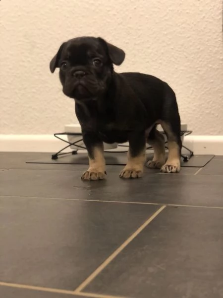 disponibili splendidi cuccioli di bouledogue francese | Foto 2