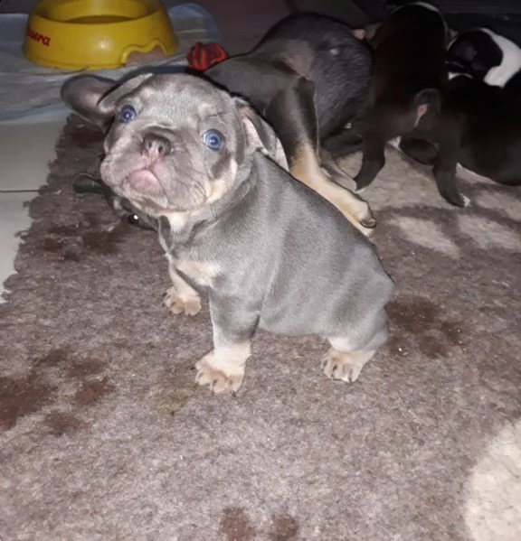 disponibili splendidi cuccioli di bouledogue francese | Foto 1