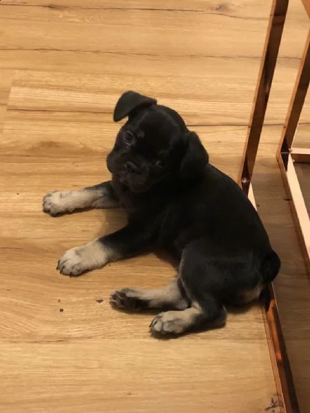 disponibili splendidi cuccioli di bouledogue francese | Foto 0