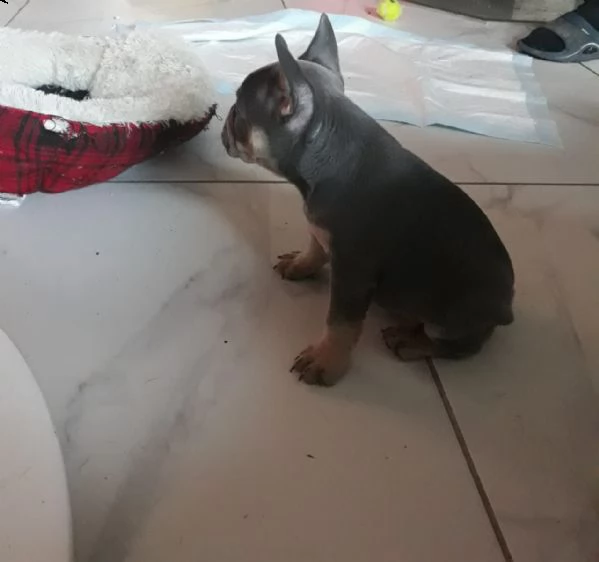 disponibili splendidi cuccioli di bouledogue francese