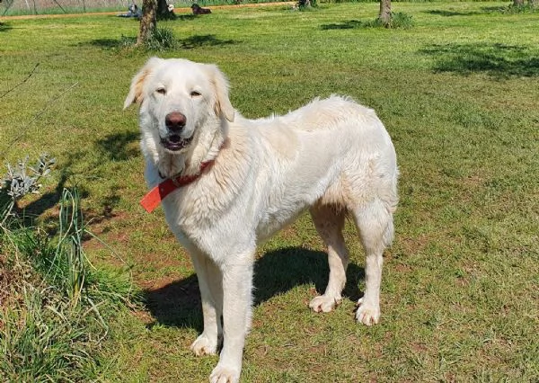rosetta, un cuore bianco in adozione